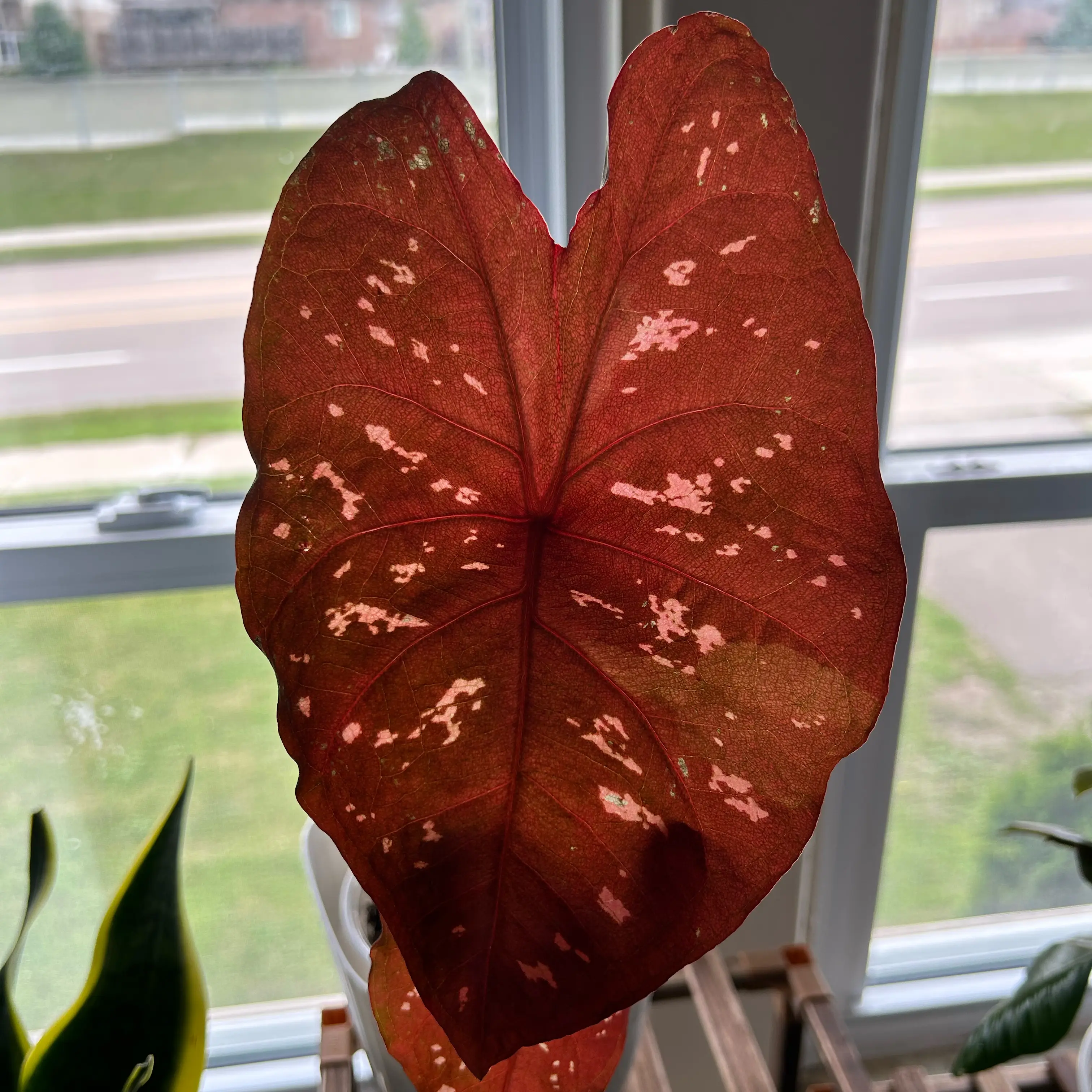 Photo of the plant species Caladium Burning Heart by @RootedAndRising named Gobi on Greg, the plant care app