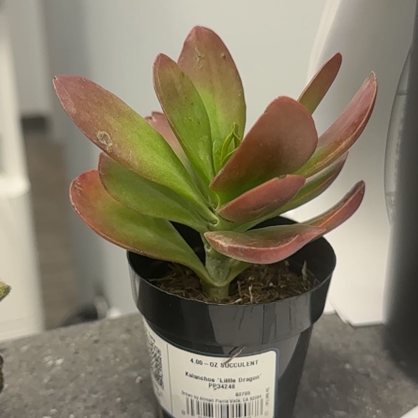 Photo of the plant species Kalanchoe 'Little Dragon' by @TopMum68 named Gates on Greg, the plant care app
