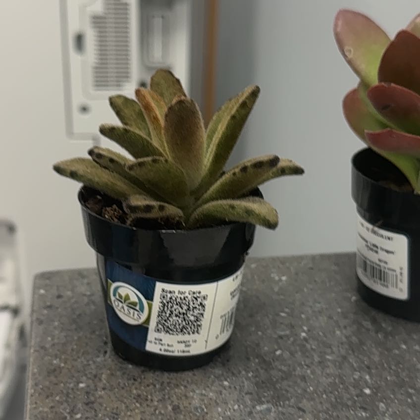 Photo of the plant species Chocolate Soldier by @TopMum68 named Bulbasaur on Greg, the plant care app