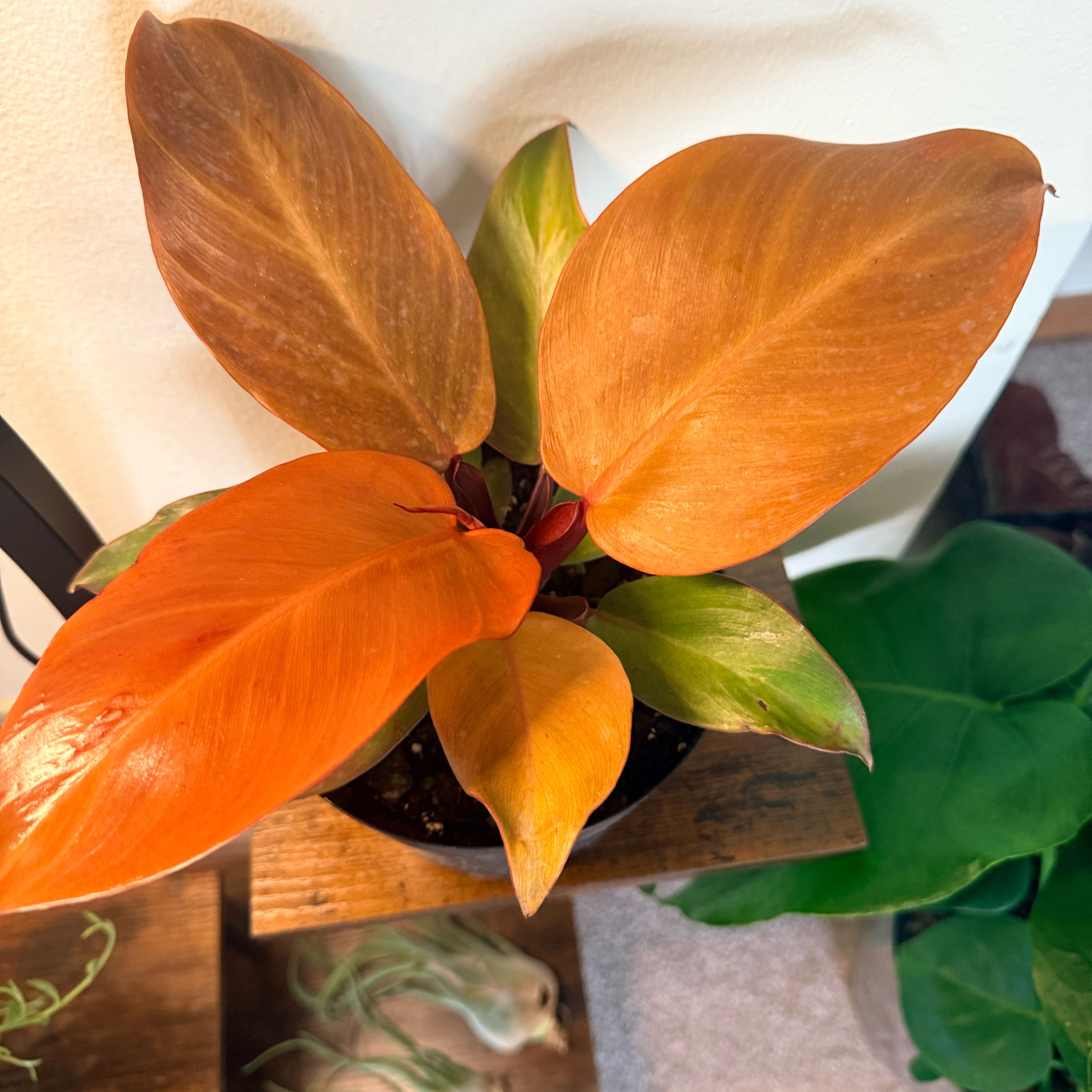 Photo of the plant species Red Sun Philodendren by @Itsmeduza named Sol on Greg, the plant care app
