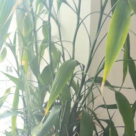 Photo of the plant species Giant Reed by Bem named Fernie Mac on Greg, the plant care app