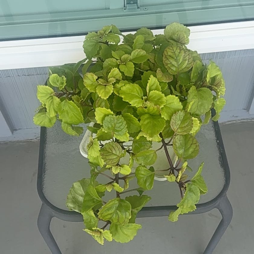 Photo of the plant species Creeping Charlie by @RestfulEndive49 named Forrest on Greg, the plant care app