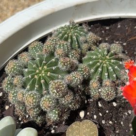 Photo of the plant species Easter Lily Cactus by @YesAssamtea65 named McPrickle on Greg, the plant care app