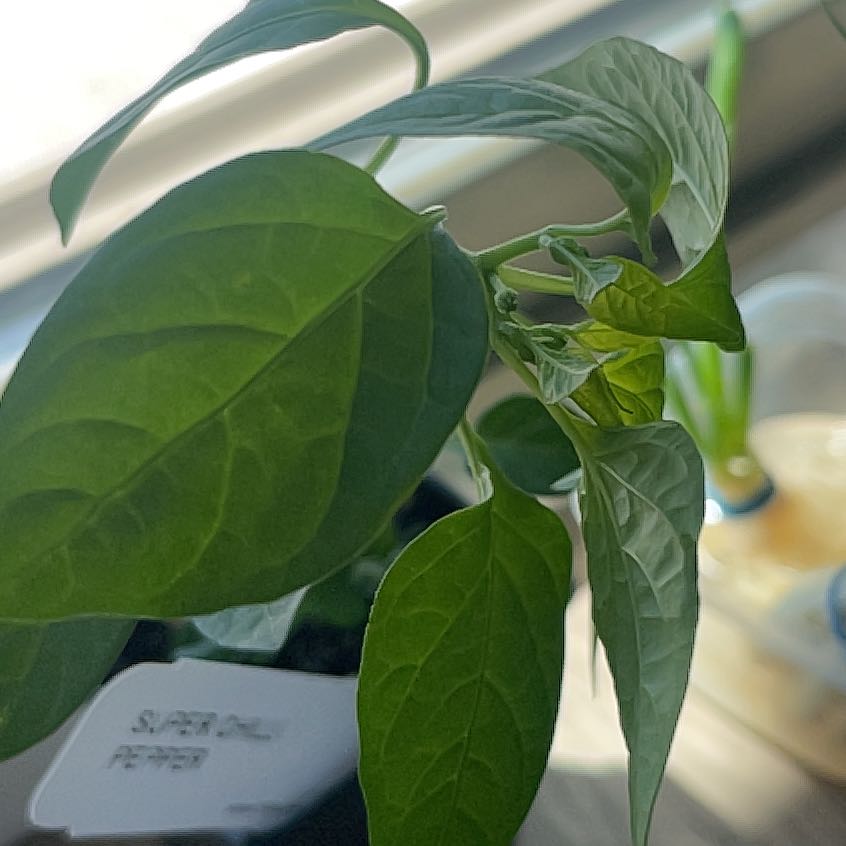 Photo of the plant species Super Chili Pepper by @WholeCopperrose named Super Chili on Greg, the plant care app