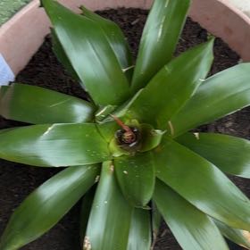 Photo of the plant species Bromeliad by @ZanyPepper22 named Forrest on Greg, the plant care app