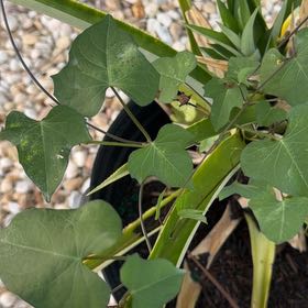 Photo of the plant species Tievine by @ZanyPepper22 named Nemo on Greg, the plant care app