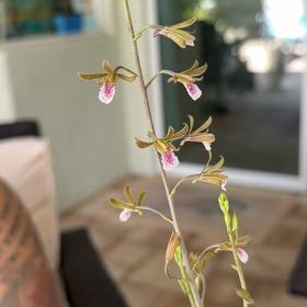Photo of the plant species Orchid by @ZanyPepper22 named Baesil on Greg, the plant care app