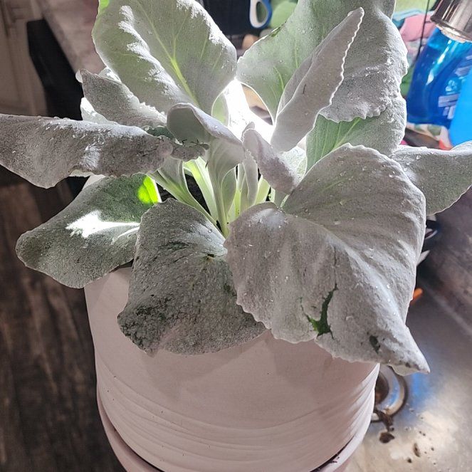 Photo of the plant species Angel Wings Senecio by @CourteousBacopa named Gregarious on Greg, the plant care app