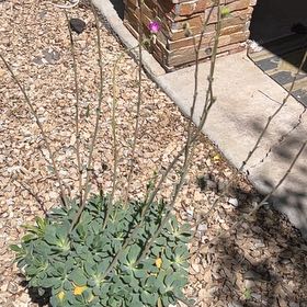 Photo of the plant species Rock Purslane by @ComicOtanthus19 named Calandrinia spectabilis on Greg, the plant care app