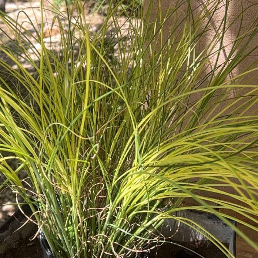 Photo of the plant species Maiden Grass by @ComicOtanthus19 named Gracillimus miscanthus sinensis on Greg, the plant care app
