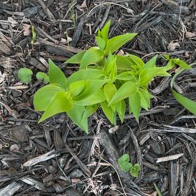 Photo of the plant species Flame Lily by @BeatificDaisy33 named Aria on Greg, the plant care app