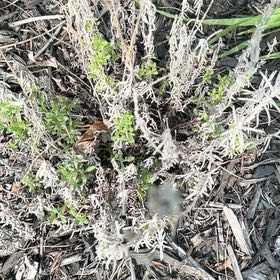 Photo of the plant species Lavandula Pedunculata by @BeatificDaisy33 named Lavish on Greg, the plant care app