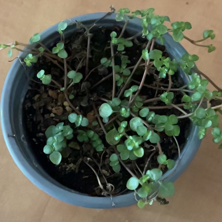Photo of the plant species Pilea 'Silver Sparkle' by @RichBlusher22 named McLovin on Greg, the plant care app