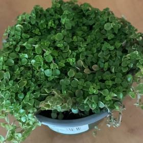 Photo of the plant species Pilea depressa 'Sao Paulo' by @RichBlusher22 named Maria on Greg, the plant care app