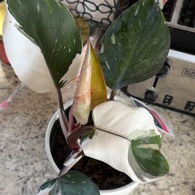 Photo of the plant species White Knight Philodendron by @BullishRadish94 named Sage on Greg, the plant care app