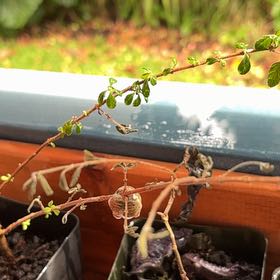 Photo of the plant species Thyme by @HotshotLychee10 named Foxxy on Greg, the plant care app