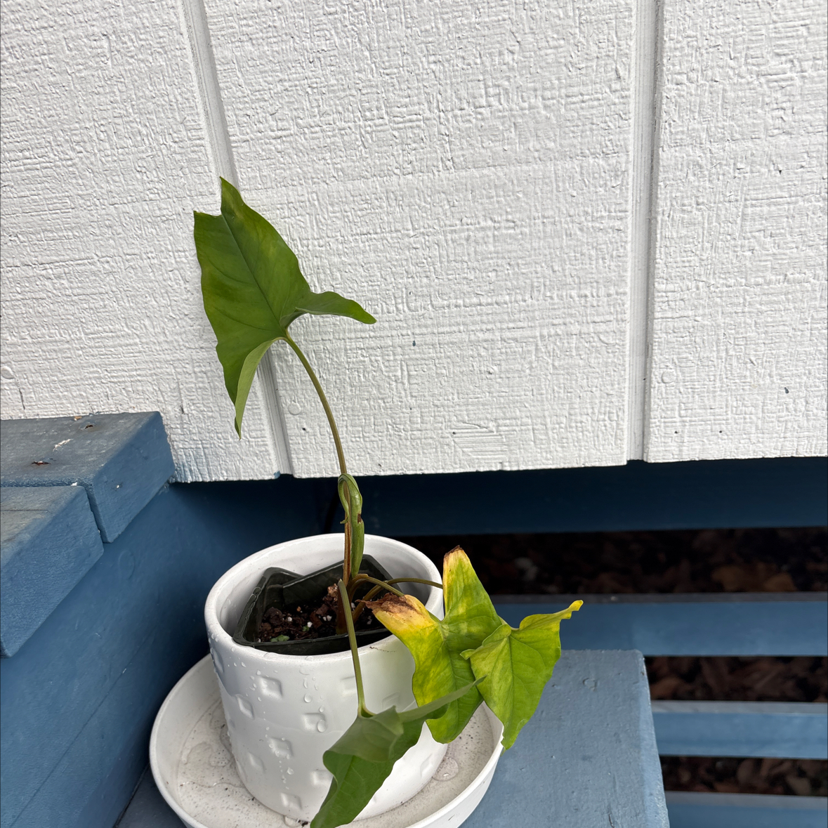 Photo of the plant species Green Arrow-Arum by @HotshotLychee10 named McKinley on Greg, the plant care app