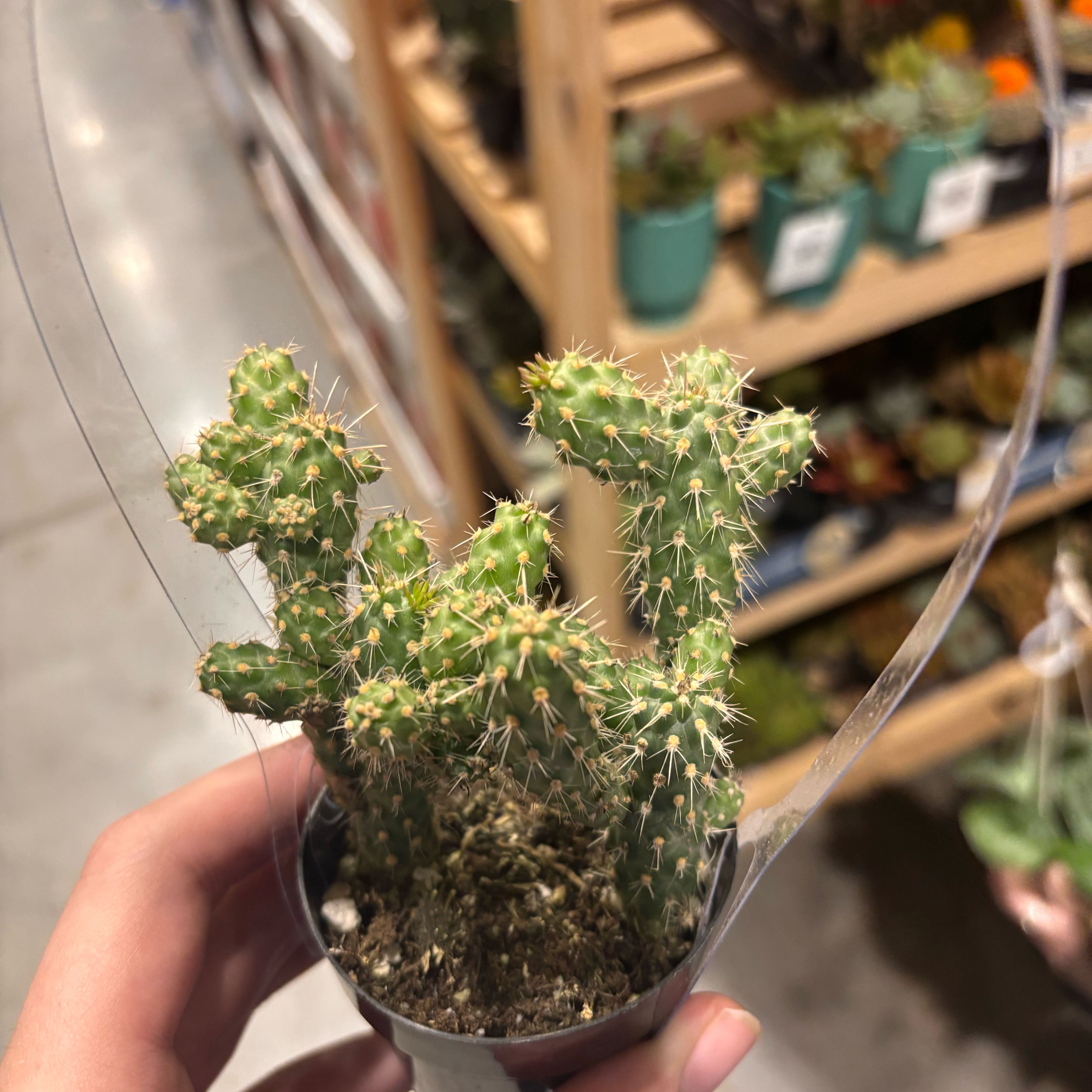 Photo of the plant species Cane Cholla by @HighBearcorn9 named Rihanna on Greg, the plant care app