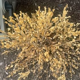 Photo of the plant species Field Pennycress by @SirFeltbush95 named Plato on Greg, the plant care app