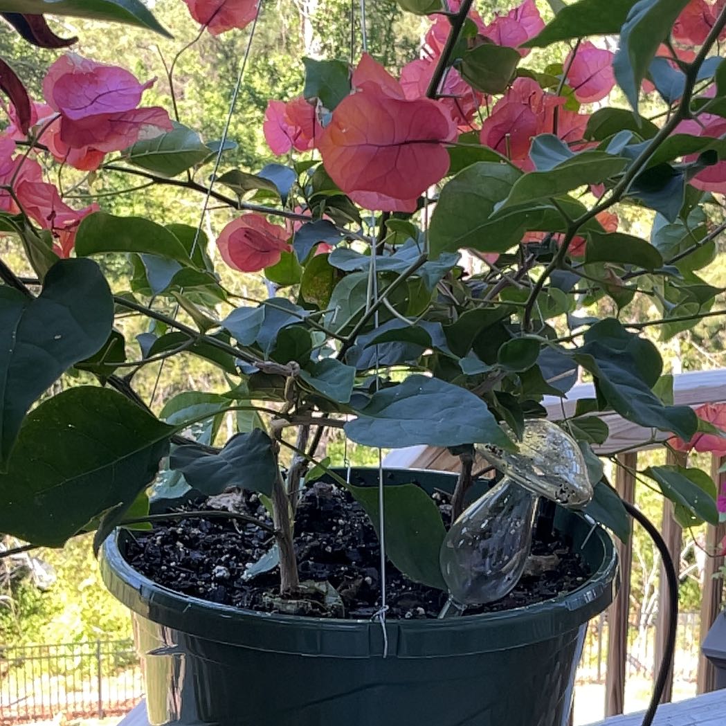 Photo of the plant species Vitis bourgaeana by @AbleViolet31 named Sahara on Greg, the plant care app