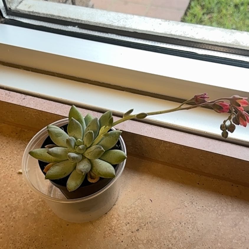 Photo of the plant species Pachyphytum 'Moon Silver' by @DivineChamisa21 named Fernie Saunders on Greg, the plant care app