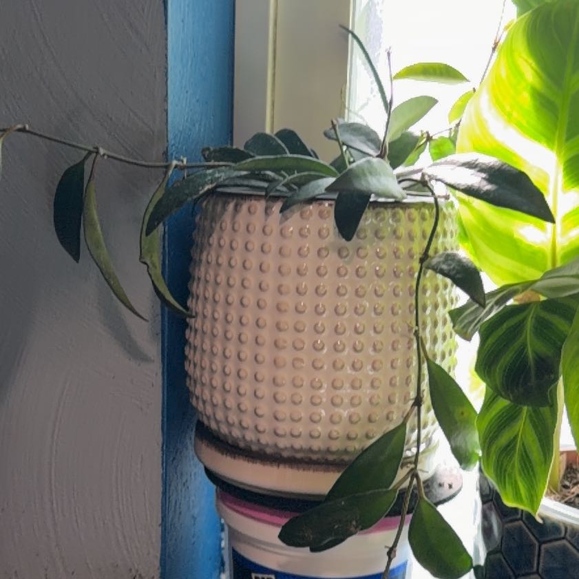 Photo of the plant species Hoya 'Rosita' by @FastEndive96 named Sahara on Greg, the plant care app