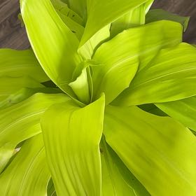 Photo of the plant species Poisonbulb by @AceMorombe99 named john on Greg, the plant care app