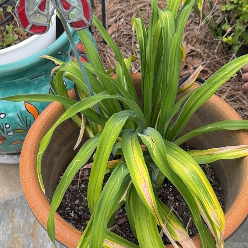 Photo of the plant species Greater Cobra Lily by @ChipperSquash74 named Austen on Greg, the plant care app