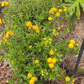 Photo of the plant species Sweetscented Marigold by @ChipperSquash74 named Khaleesi on Greg, the plant care app