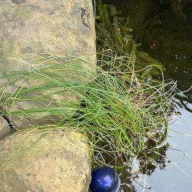 Photo of the plant species Calamagrostis arenaria by @ChipperSquash74 named Bigleef Smalls on Greg, the plant care app