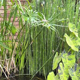 Photo of the plant species Common Scouring-Rush by @ChipperSquash74 named Einstein on Greg, the plant care app