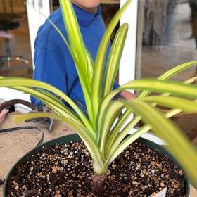 Photo of the plant species Screw Pine by @ChipperSquash74 named Gobi on Greg, the plant care app