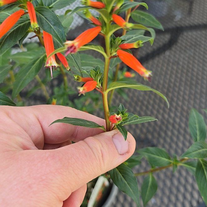 Photo of the plant species Vermillionaire® Firecracker Plant by @CosmicWhitefir8 named Bigleef Smalls on Greg, the plant care app