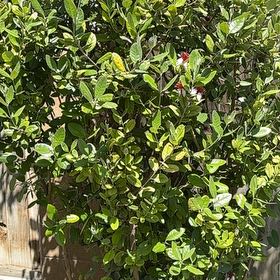 Photo of the plant species Pineapple Guava by @CompetentDill43 named Bella on Greg, the plant care app