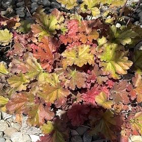 Photo of the plant species Indian Rhubarb by @CompetentDill43 named Remington on Greg, the plant care app