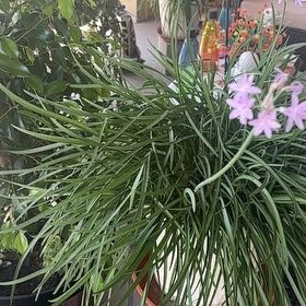 Photo of the plant species Society Garlic by @CompetentDill43 named Apollo on Greg, the plant care app