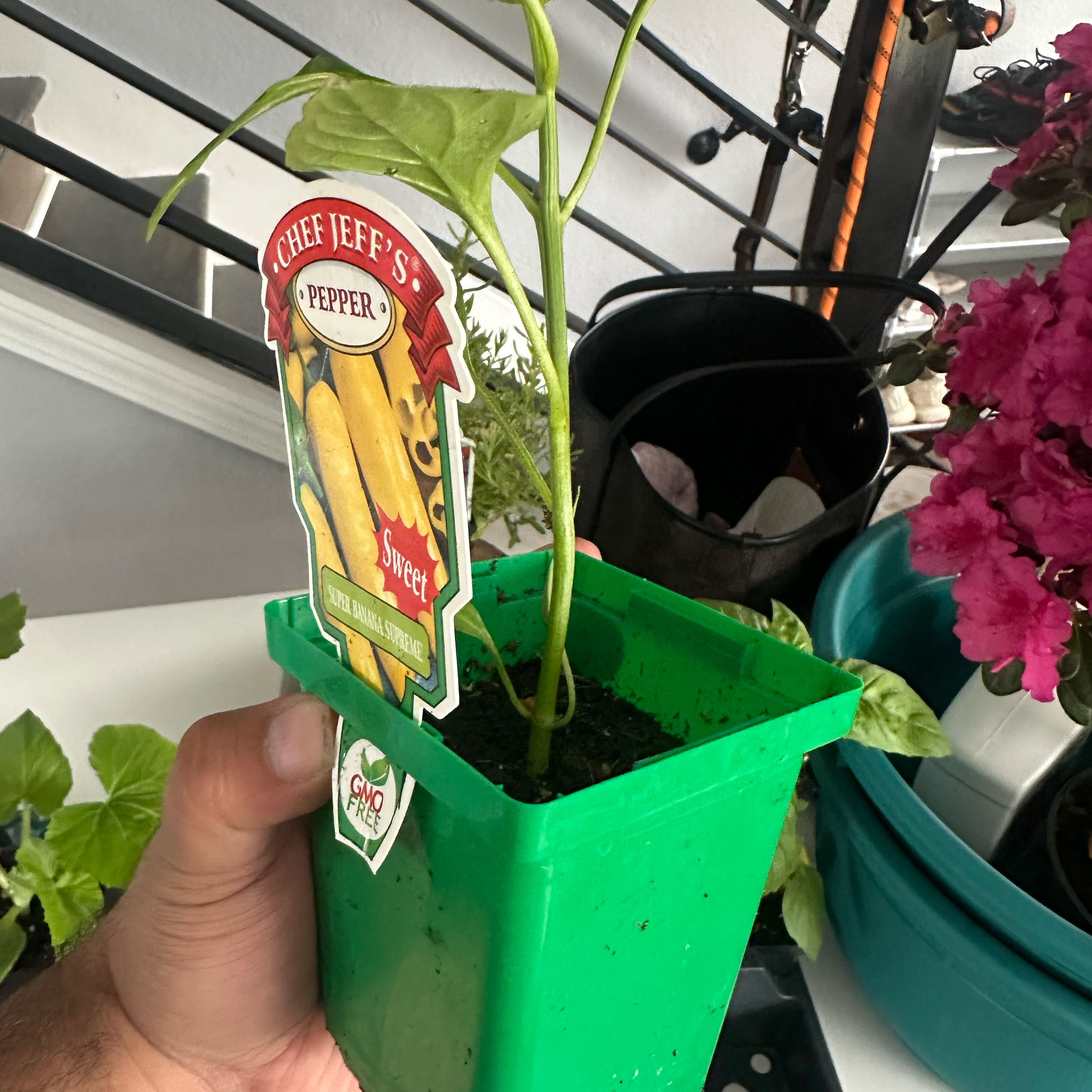 Photo of the plant species Sweet Banana Pepper by @YeahMayten62 named Remington on Greg, the plant care app