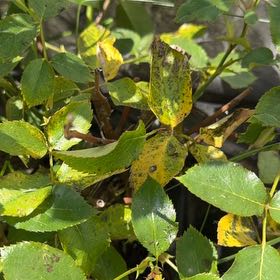 Photo of the plant species Multiflora Rose by @ZestyMungbeans named Captain Plant-it on Greg, the plant care app