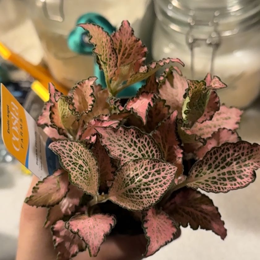 Photo of the plant species Frankie Fittonia by @slayei named Rizz on Greg, the plant care app
