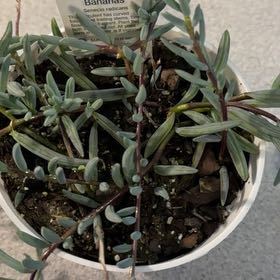 Photo of the plant species Fish Hook Senecio by @slayei named Zion on Greg, the plant care app