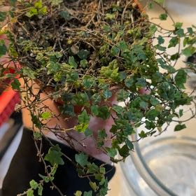Photo of the plant species String of Frogs by @slayei named Navene on Greg, the plant care app