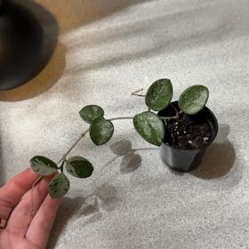 Photo of the plant species Hoya 'Mathilde Splash' by @slayei named Matilda on Greg, the plant care app