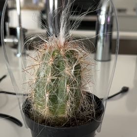 Photo of the plant species Old Man of the Andes by @UnusualBonsai55 named Terra on Greg, the plant care app