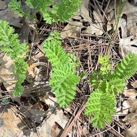Photo of the plant species Herb Sophia by @FortunateAlbo1 named Einstein on Greg, the plant care app