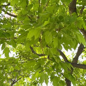Photo of the plant species Box Elder by @FortunateAlbo1 named Walt on Greg, the plant care app