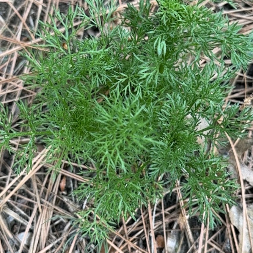 Photo of the plant species Dog Fennel by @FortunateAlbo1 named Sproutacus on Greg, the plant care app