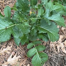 Photo of the plant species Wild Radish by @FortunateAlbo1 named Miley on Greg, the plant care app