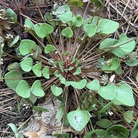 Photo of the plant species Indian Lettuce by @FortunateAlbo1 named Foxxy on Greg, the plant care app