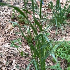 Photo of the plant species Orchard Grass by @FortunateAlbo1 named LiloStitch on Greg, the plant care app