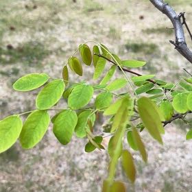 Photo of the plant species Caesalpinia Mexicana by @FortunateAlbo1 named Ulysses S Plant on Greg, the plant care app